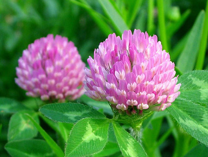 Red Clover extract